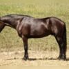 Friesian Cross Gelding for Sale USA