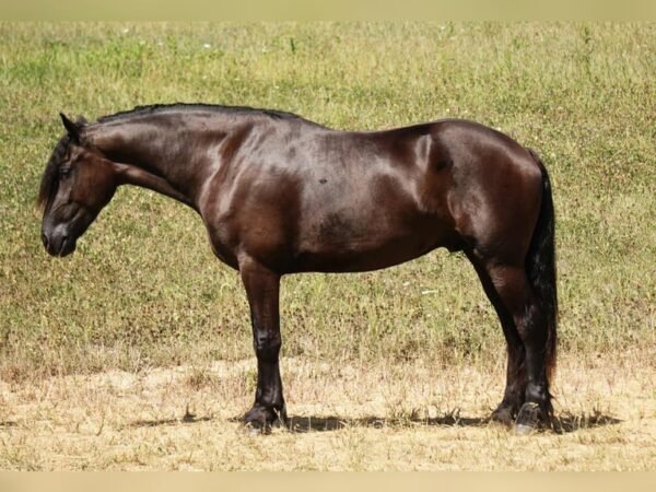 Friesian Cross Gelding for Sale USA
