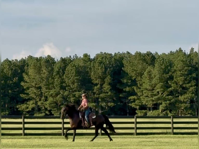 🐎 Friesian Gelding for Sale USA