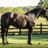 🐎 Friesian Mare for Sale USA