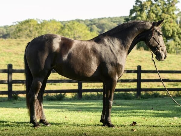 🐎 Friesian Mare for Sale USA