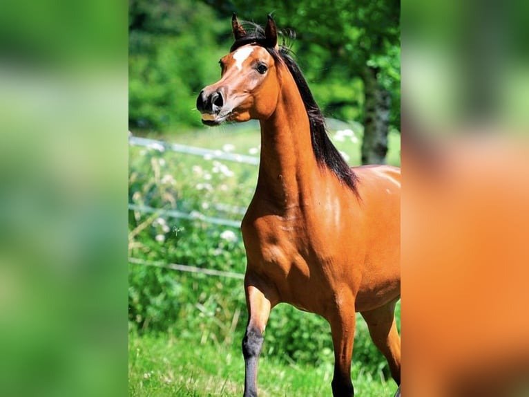 Arabian Mare for Sale Germany