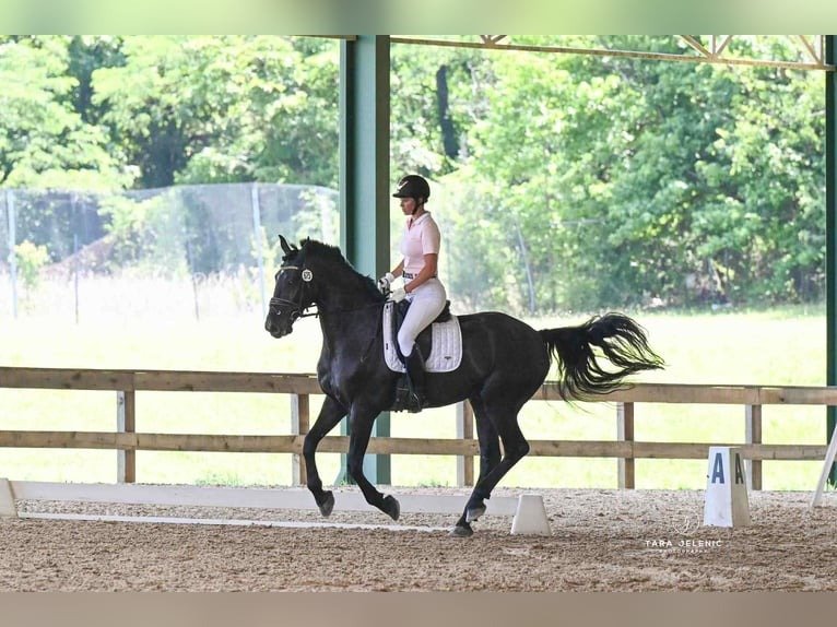 Friesian Gelding for Sale USA