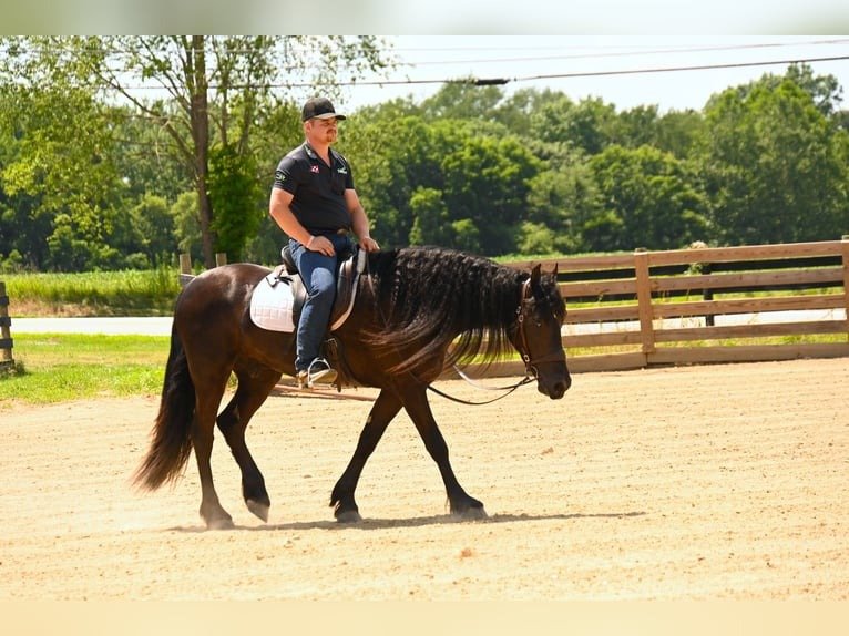 🐎 Friesian Sport Horse for Sale USA
