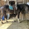 Friesian Gelding for Sale USA