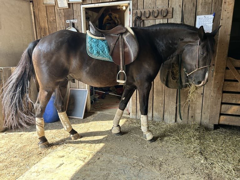 Friesian Gelding for Sale USA