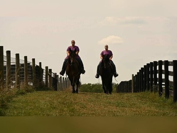 Friesian Gelding for Sale USA