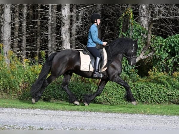 🐎 Friesian Gelding for Sale USA