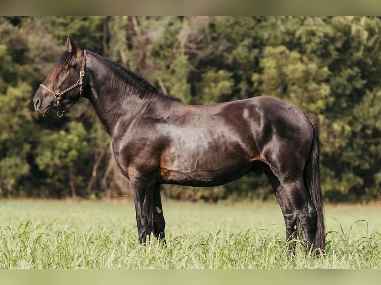 π Friesian Gelding for Sale USA