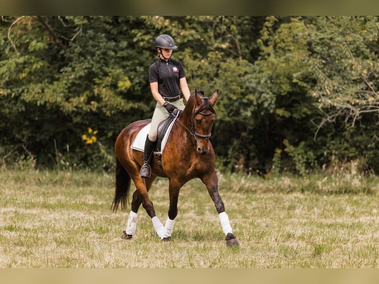 🐎 Friesian Sport Horse for Sale USA