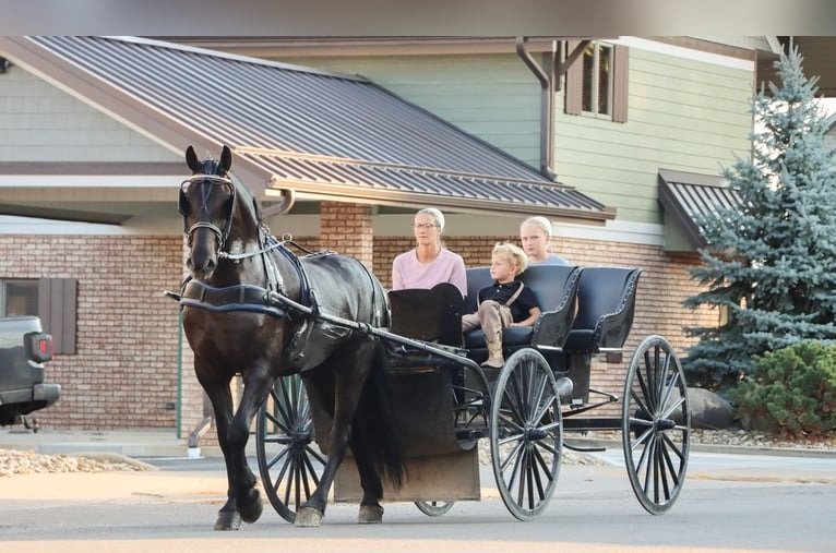 🐎 Friesian Gelding for Sale USA