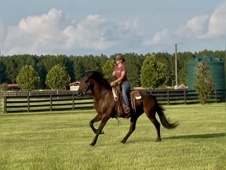 🐎 Friesian Gelding for Sale USA