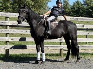 Friesian Sporthorse Gelding for Sale USA Friesian Sporthorse Gelding for Sale USA