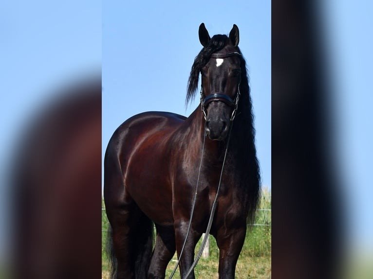 Friesian Sport Horse for Sale USA