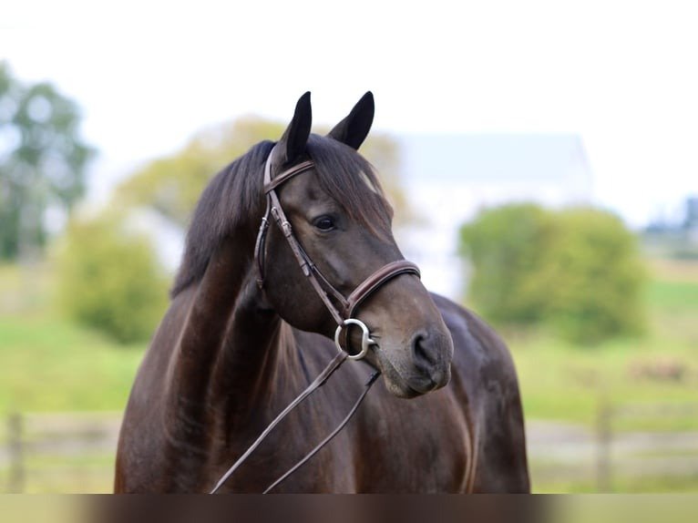 Friesian Cross Gelding for Sale USA