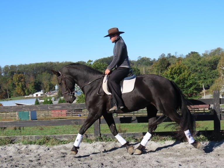 🐎 Friesian Mare for Sale USA