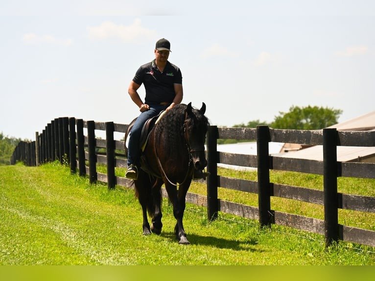 🐎 Friesian Sport Horse for Sale USA