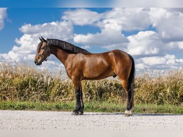 Friesian Cross Pony for Sale USA