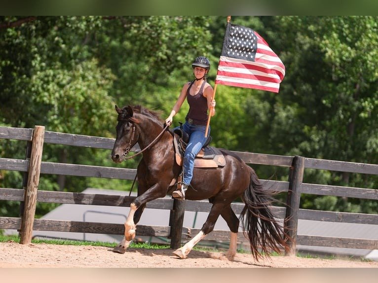 warlander mare for sale usa