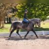 🐎 Friesian Gelding for Sale USA