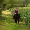 Friesian Gelding for Sale USA