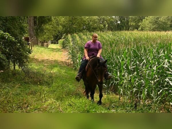 Friesian Gelding for Sale USA