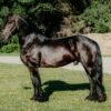 🐎 Friesian Gelding for Sale USA