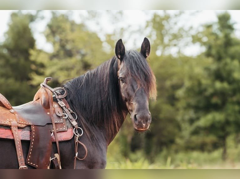 π Friesian Gelding for Sale USA