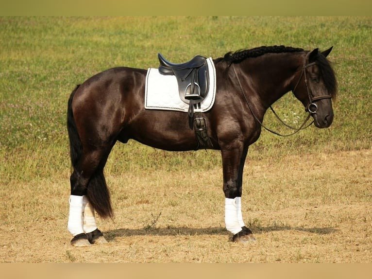 Friesian Cross Gelding for Sale USA