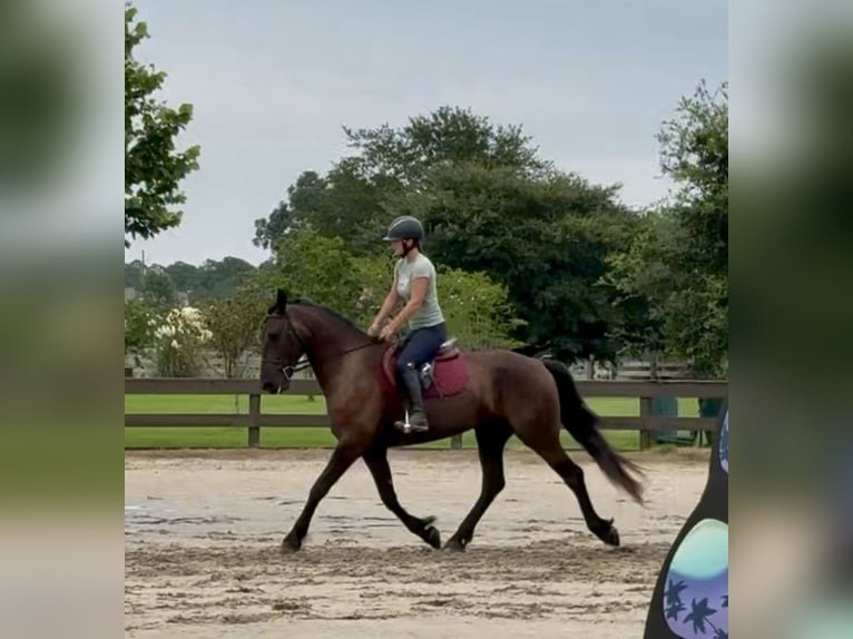 🐎 Friesian Gelding for Sale USA