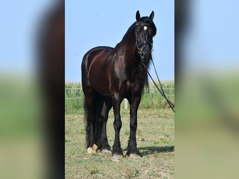 Friesian Sport Horse for Sale USA