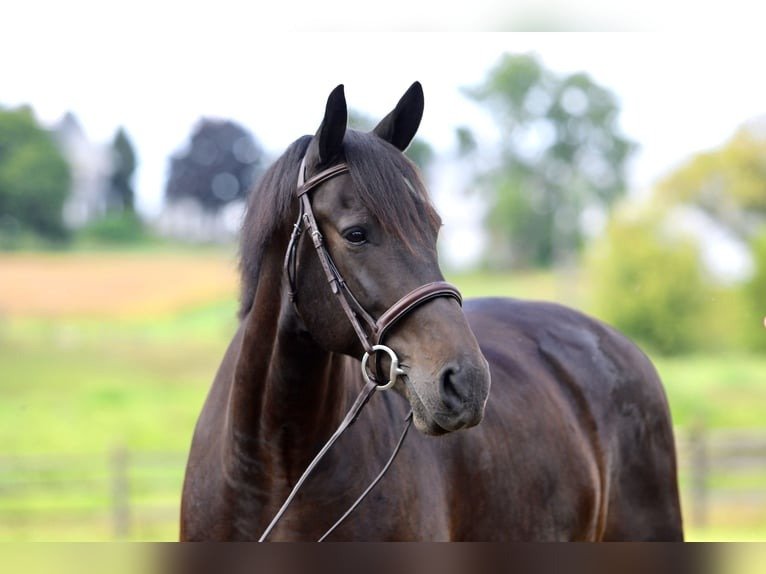 Friesian Cross Gelding for Sale USA