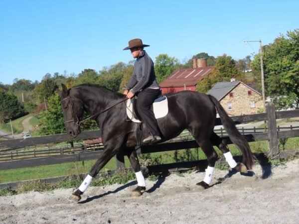 🐎 Friesian Mare for Sale USA