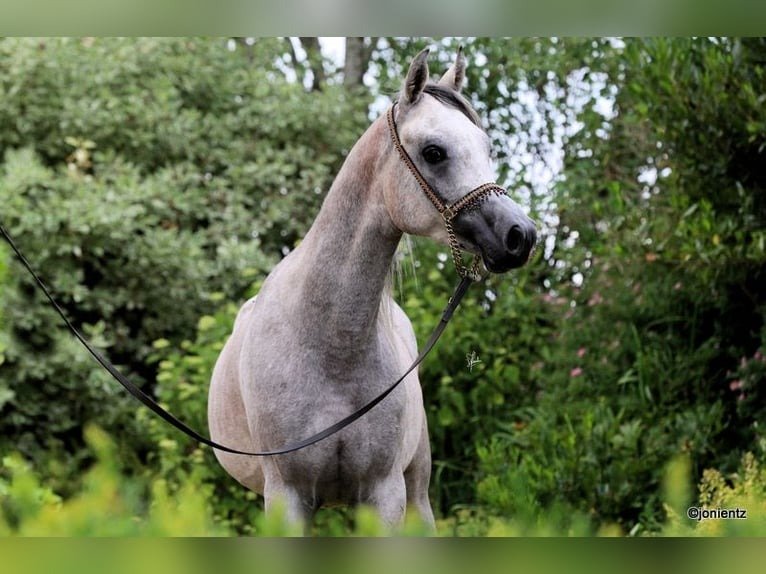 Arabian Gelding for Sale Germany
