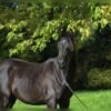 🐎 Arabian Mare for Sale Poland