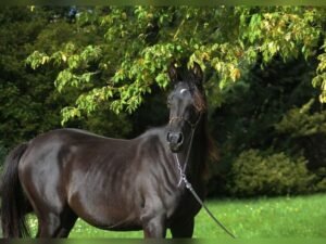 ๐ Arabian Mare for Sale Poland ๐ Arabian Mare for Sale Poland