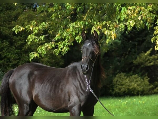 🐎 Arabian Mare for Sale Poland