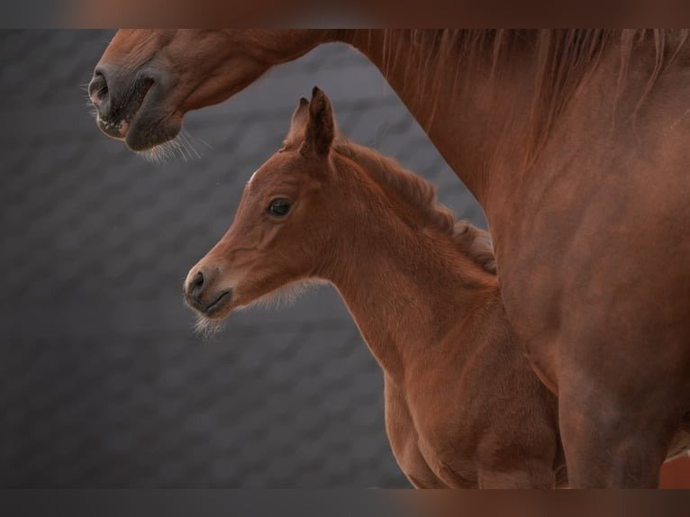 Arabian mare for sale Germany