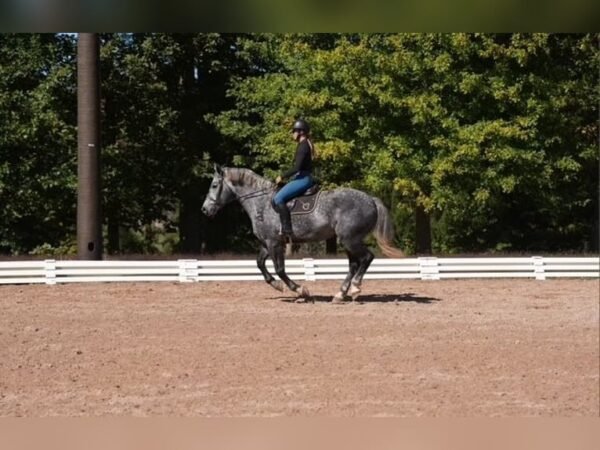🐎 Friesian Gelding for Sale USA
