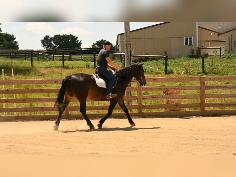 Friesian Gelding for Sale USA