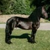 🐎 Friesian Gelding for Sale USA