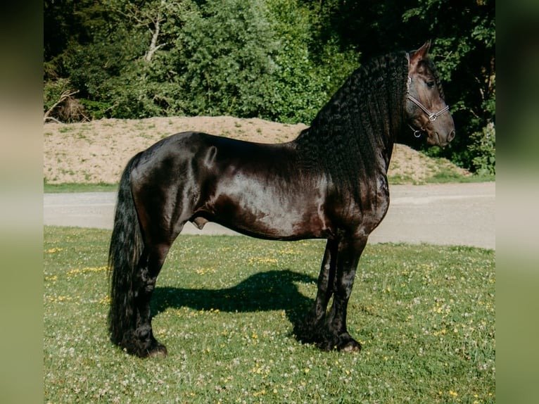 🐎 Friesian Gelding for Sale USA