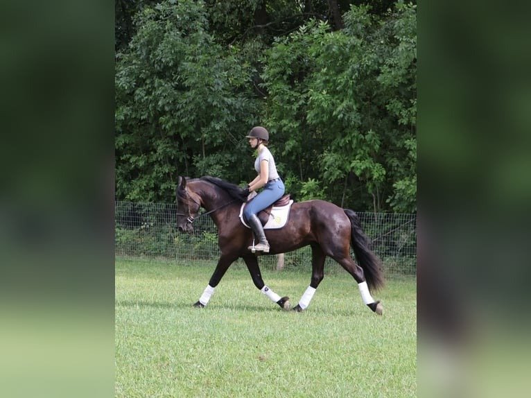 Friesian Cross Gelding for Sale USA