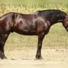Friesian Cross Gelding for Sale USA