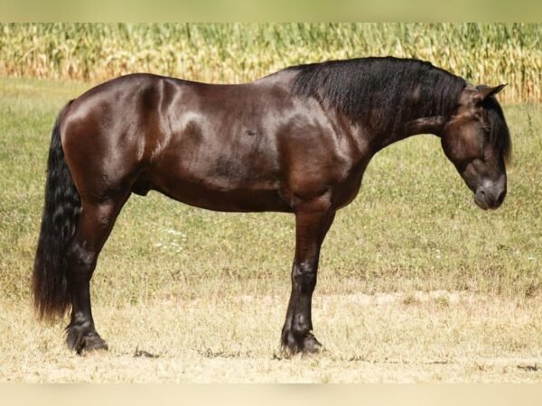 Friesian Cross Gelding for Sale USA
