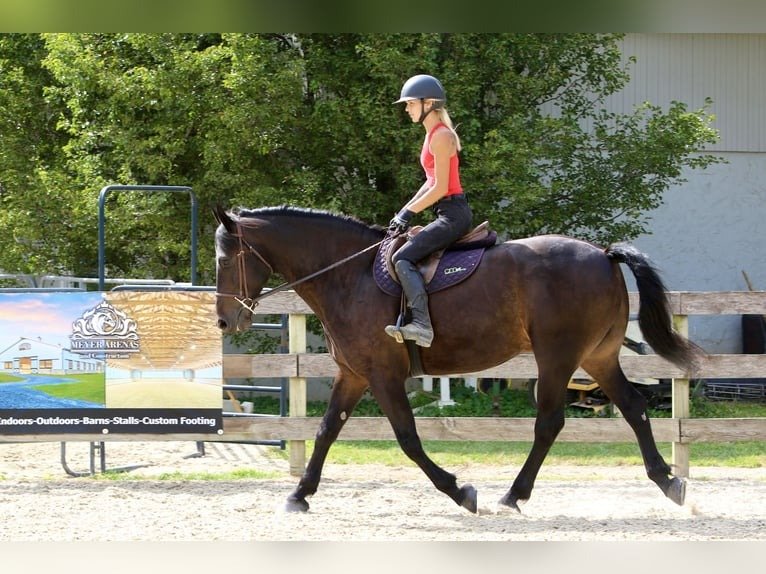 Friesian Cross Gelding for Sale USA