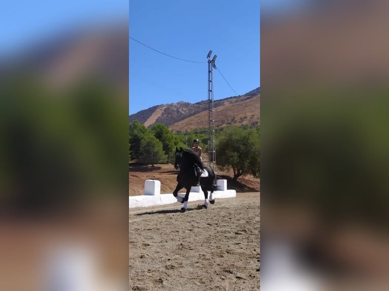 🐎 Friesian Stallion for Sale EU