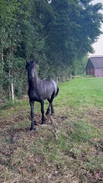 🐎 Friesian Mare for Sale EU