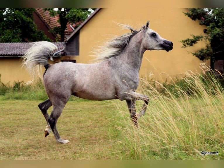 Arabian Gelding for Sale Germany