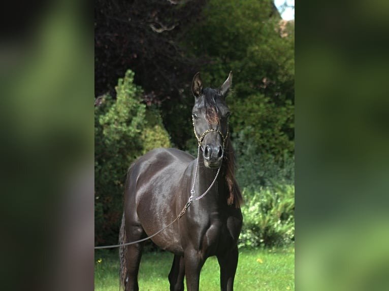 🐎 Arabian Mare for Sale Poland